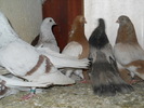 DSCN0293