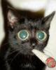 catsmoking