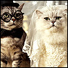 Groom-&-Bride-cats