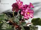 DSC02020