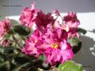 DSC02031