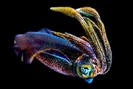 calamar-multicolore-331452[1]