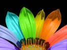Multicolor_petals_1280x960[1][1]