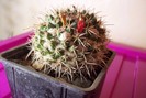 Mammillaria karwinskiana ssp nejapensis