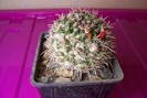 Mammillaria karwinskiana ssp nejapensis