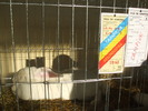 DSCF3436