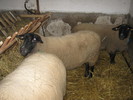 miei suffolk de vanzare si metisi
