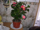 camelia japonica