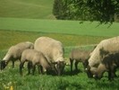 miei suffolk si metisi Kolcsar gyorgy