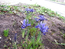 Iris Reticulata 11 feb 2011 (2)