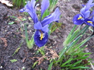 Iris Reticulata 11 feb 2011 (3)