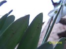 10845511_HNDRBBGCB