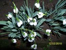 10845534_CDGNAUWSH