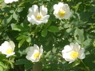 Copy of DSC07953