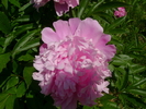 Copy of DSC07958