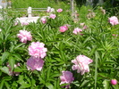 DSC07956