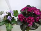 DSC02306