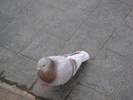 DSC04320