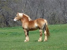 Belgian_draft_horse2