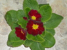 primula grena (18 feb 2011)