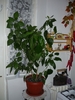 hibiscus galben involt in 18 feb 2011