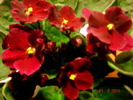 grena 5836