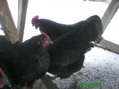 Australorp 002