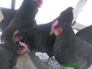 Australorp 003