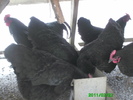 Australorp 005