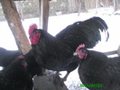 Australorp 011