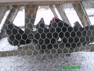 Australorp 012