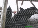 Australorp 014