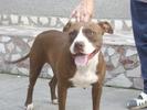 1285257707_123510333_2-vand-catea-pitbull-red-nose-Sebis-1285257707