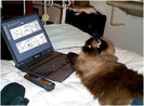 funny-cat-picture-cat-with-laptop2222