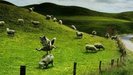 wolfoversheep
