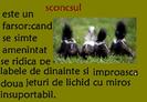 sconcsul