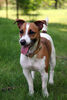 Jack_Russell_Terrier_1