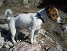 jack-russell-terrier