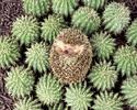 Animal__6_