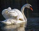 Animal__12_