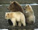 Animal__23_