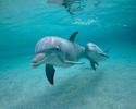 Animal__34_