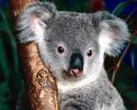 Animal__47_