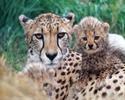 Animal__59_