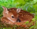 Animal__61_