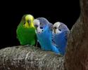 Animal__63_