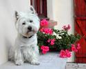 Animal__66_