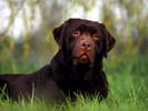 Animals_Wallpapers__5_