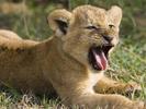 Animals_Wallpapers__7_