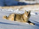 Animals_Wallpapers__16_
